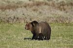 Grizzly Bear (Ursus arctos horribilis), Yellowstone National Park, UNESCO World Heritage Site, Wyoming, United States of America, North America