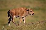 Bison (Bison bison) calf, Yellowstone National Park, Wyoming, United States of America, North America