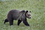 Grizzly Bear (Ursus arctos horribilis), yearling cub, Yellowstone National Park, Wyoming, United States of America, North America