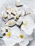 White orchid flowers, close up overhead view