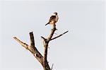 Pigmy falcon (Poliohierax semitorquatus), Tsavo, Coast, Kenya