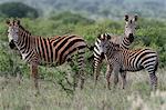 Plains zebras (Equus quagga), Tsavo, Coast, Kenya