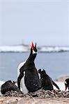 Gentoo penguin (Pygoscelis papua) calling, Damoy Point, Dorian Bay, Wiencke Island, Antarctic Peninsula, Antarctica, Polar Regions