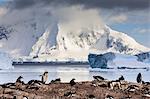 Gentoo penguin (Pygoscelis papua) colony, Cuverville Island, Errera Channel, Danco Coast, Antarctic Peninsula, Antarctica, Polar Regions