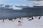 Gentoo penguins (Pygoscelis papua) come ashore, Cuverville Island, Errera Channel, Danco Coast, Antarctic Peninsula, Antarctica, Polar Regions