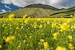 Flowering lentils on the Piano Grande, Monte Sibillini National Park, Umbria, Italy, Europe