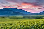 Flowering lentils on the Piano Grande, looking towards Castelluccio di Norcia, sunset, Monte Sibillini, Umbria, Italy, Europe