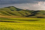 Fields of flowering lentils on the Piano Grande, Monti Sibillini National Park, Perigua District, Umbria, Italy, Europe