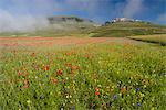 View of wildflower meadow and Castelluccio di Norcia, Monte Sibillini Mountains, Umbria, Italy, Europe