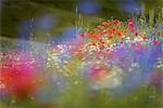 Wildflower meadow of poppies, cornflower and ox-eye daisy, Piano Grande, Monte Sibillini, Umbria, Italy, Europe