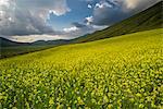 Flowering lentils and the Monte Sibillini Mountains, Umbria, Italy, Europe