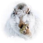 Mountain hare portrait (Lepus timidus) in winter snow, Scottish Highlands, Scotland, United Kingdom, Europe