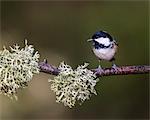 Coal Tit in Abernethy Forest near Aviemore, Cairngorm, Scotland, United Kingdom, Europe