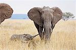 Baby African elephant and mother (Loxodonta africana), Serengeti National Park, UNESCO World Heritage Site, Tanzania, East Africa, Africa