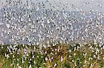 Flock of birds in flight, Lake Manyara National Park, Tanzania, East Africa, Africa