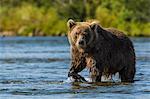 Grizzly bear (brown) bear (Ursus arctos), Moraine Creek (River), Katmai National Park and Reserve, Alaska, United States of America, North America