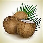 Vector illustration - Coconut whis palm leawes