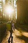 Hiker hiking among sequoia trees, Sequoia National Park, California, USA