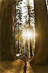 Hiker hiking among sequoia trees, Sequoia National Park, California, USA