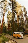 Man driving camper van on sequoia tree lined road, Sequoia National Park, California, USA