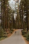 Skateboarder skateboarding on sequoia tree lined road, Sequoia National Park, California, USA