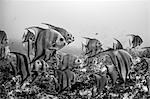 Schooling Atlantic spadefish, Puerto Morelos, Quintana Roo, Mexico