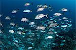 Schooling Bigeye jacks around reef structure, Puerto Morelos, Quintana Roo, Mexico