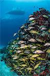 Caribbean fish gather around reef with boat silhouette in the surface, Puerto Morelos, Quintana Roo, Mexico