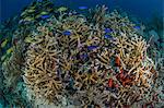 Staghorn coral and colorful fish, Puerto Morelos, Quintana Roo, Mexico