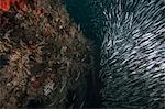 Shoals of sardines gather around a shipwreck, Isla Mujeres, Quintana Roo, Mexico