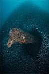 Shoals of sardines gather around a shipwreck, Isla Mujeres, Quintana Roo, Mexico