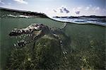 American crocodile (crocodylus acutus) in shallows showing teeth, Chinchorro Banks, Xcalak, Quintana Roo, Mexico