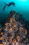 Diver swimming above coral reef, Puerto Vallarta, Jalisco, Mexico