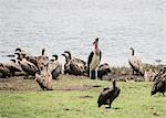 Flock of birds on rocks by water, Chobe National Park, Botswana