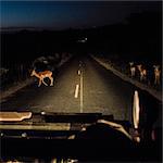 Windscreen view of antelopes on road ahead at night, Kruger National Park, South Africa