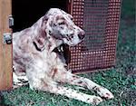 1950s ENGLISH SETTER LYING IN KENNEL