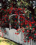 RED ROSES ON ARBOR OF WHITE PICKET FENCE