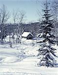 SUGAR HOUSES NESTLED AMONG PINE & MAPLE TREES HEAVILY LADEN WITH FRESH NEWLY FALLEN SNOW COLD LANDSCAPE WEST BURKE VT USA