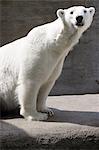 1980s POLAR BEAR Ursus maritimus LOOKING AT CAMERA