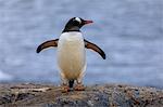 Gentoo penguin (Pygoscelis papua), on rocks above the sea, Gonzalez Videla Station, Waterboat Point, Paradise Bay, Antarctica, Polar Regions