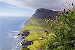 Wild flowers on top of rocks, Gasadalur, Vagar Island, Faroe Islands, Denmark, Europe