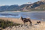 Rocky Mountain Bighorn Sheep ewe and lamb (Ovis canadensis) overlooking Highway 16 traffic, Jasper National Park, UNESCO World Heritage Site, Alberta, Canada, North America