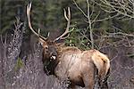 Bull Elk (Wapiti) (Cervus canadensis) in autumn willows with tongue out, Jasper National Park, UNESCO World Heritage Site, Alberta, Canada, North America