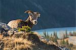 Rocky Mountain Bighorn Sheep ewe (Ovis canadensis), Jasper National Park, UNESCO World Heritage Site, Alberta, Canada, North America