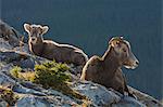 Rocky Mountain Bighorn Sheep ewe and lamb (Ovis canadensis), Jasper National Park, UNESCO World Heritage Site, Alberta, Canada, North America