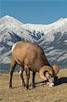 Rocky Mountain Bighorn Ram grazing with mountains in background (Ovis canadensis), Jasper National Park, UNESCO World Heritage Site, Alberta, Canada, North America