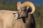 Rocky Mountain Bighorn Ram (Ovis canadensis) close up portrait, Jasper National Park, UNESCO World Heritage Site, Alberta, Canada, North America