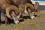 Rocky Mountain Bighorn Rams (Ovis canadensis) grazing, Jasper National Park, UNESCO World Heritage Site, Alberta, Canada, North America