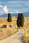 Cypress trees and fields in the afternoon sun at Agriturismo Terrapille (Gladiator Villa) near Pienza in Tuscany, Italy, Europe