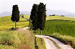 Cypress trees and green fields in the afternoon sun at Agriturismo Terrapille (Gladiator Villa) near Pienza in Tuscany, Italy, Europe